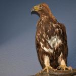 OTRA2013_1955 (July 21, 2013)